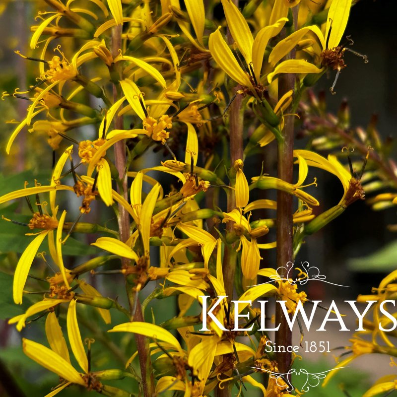 Ligularia przewalskii