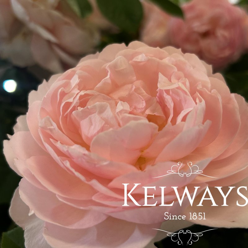 Rosa 'Gentle Hermione'