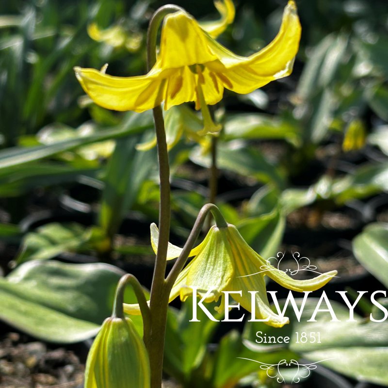 Erythronium 'Pagoda'