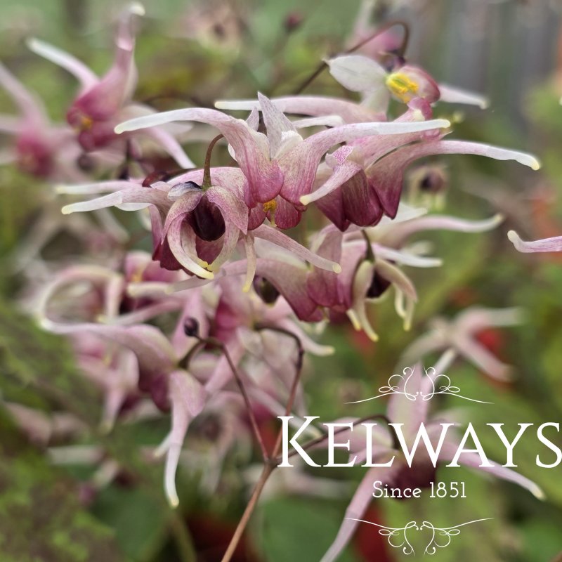 Epimedium 'Domino' (9cm pot)