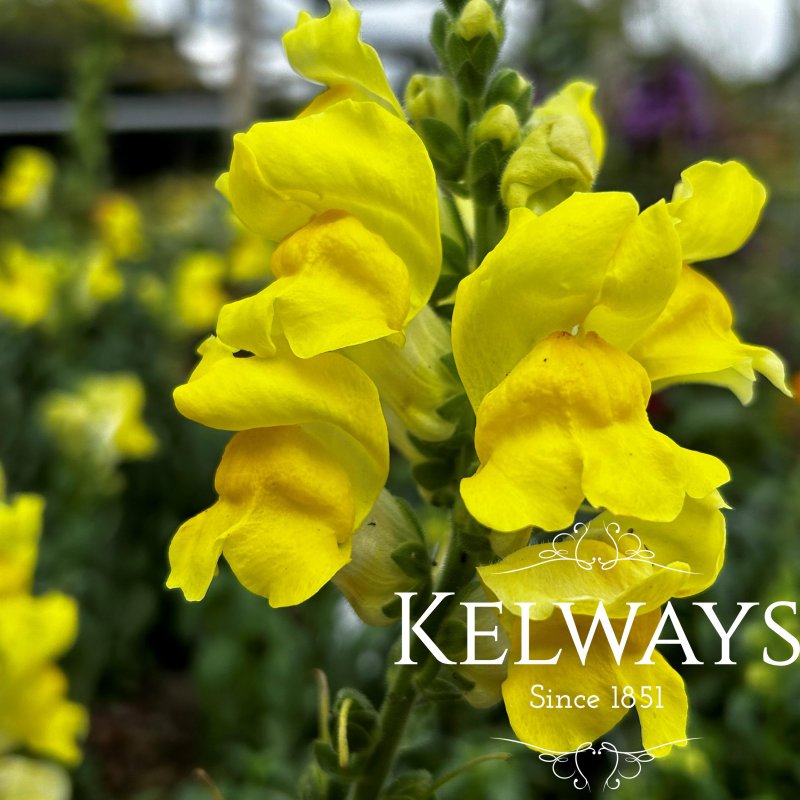 Antirrhinum majus 'Sonnet Yellow' (Sonnet Series)