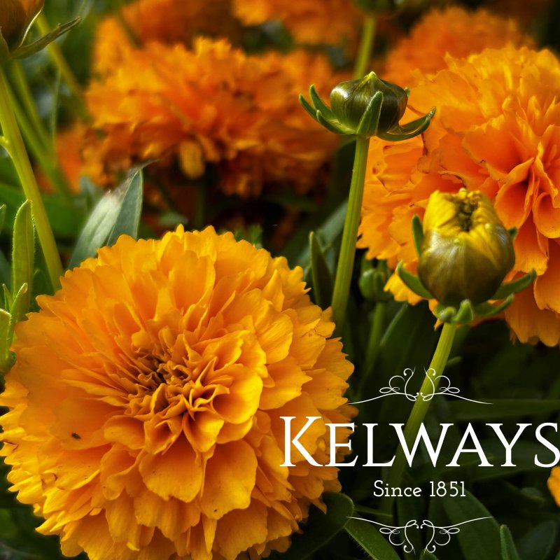 Coreopsis 'Solanna Golden Sphere' (Solanna Series)