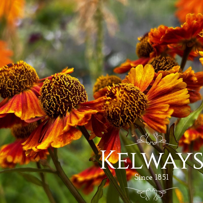 Helenium 'Peach Sundae' (Sundae Series)