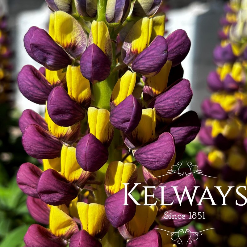 Lupinus 'Manhattan Lights' PBR