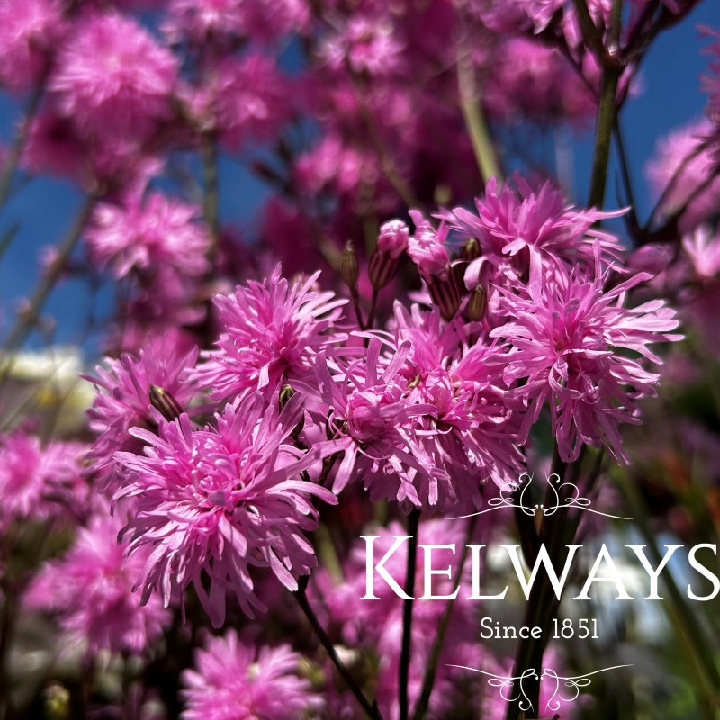 Lychnis flos-cuculi 'Jenny'