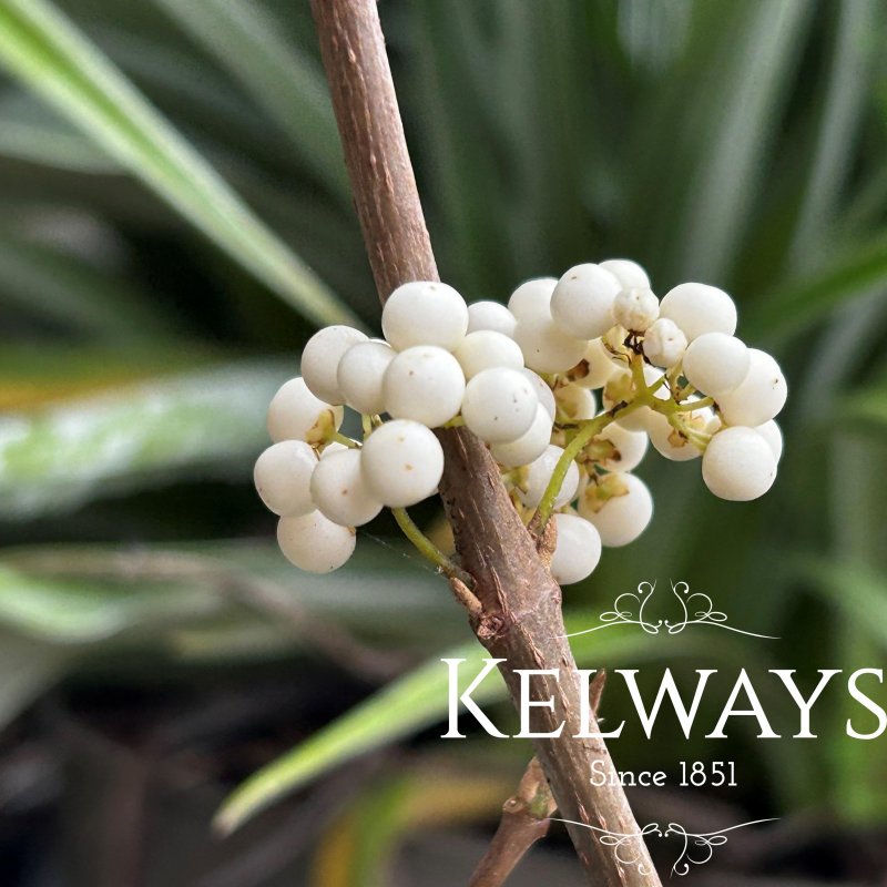 Callicarpa bodinieri 'Magical Snowqueen'