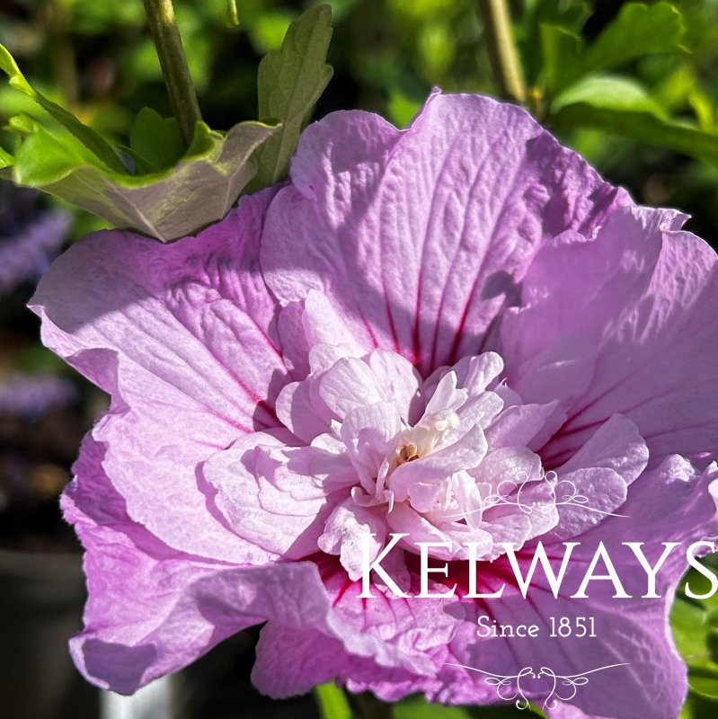 Hibiscus syriacus 'Lavender Chiffon' (Chiffon Series)