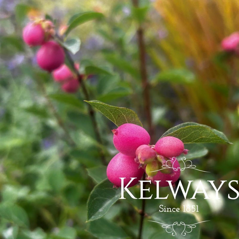 Symphoricarpos 'Magical Candy' (Magical Series)