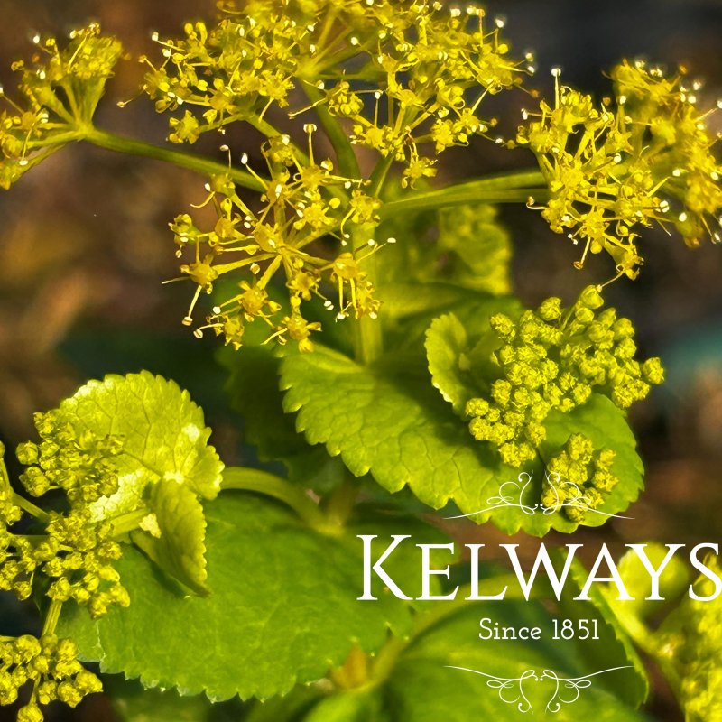 Smyrnium perfoliatum