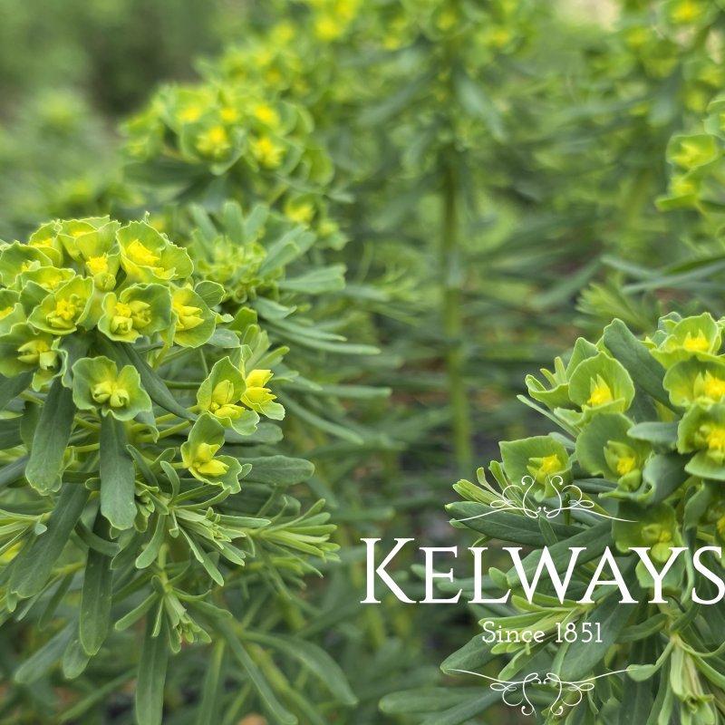 Euphorbia deflexa (2 litre pot)