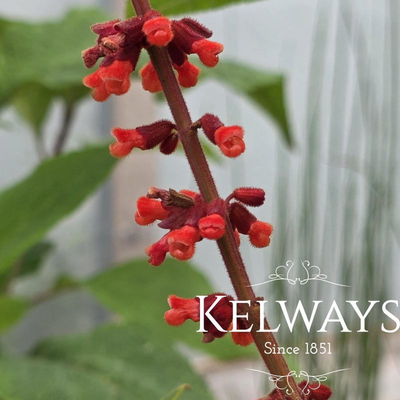 Salvia confertiflora