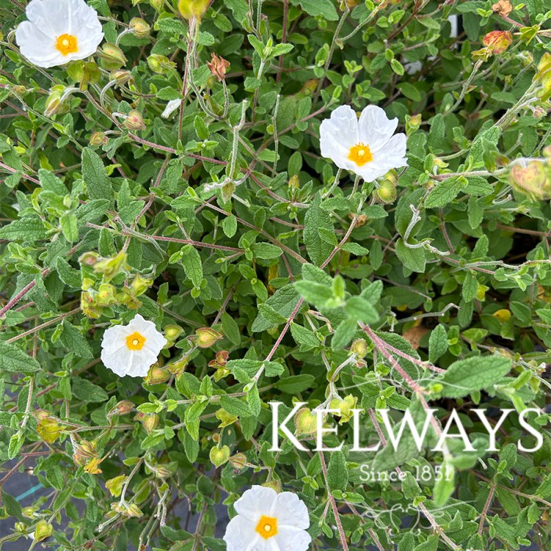 Cistus salviifolius