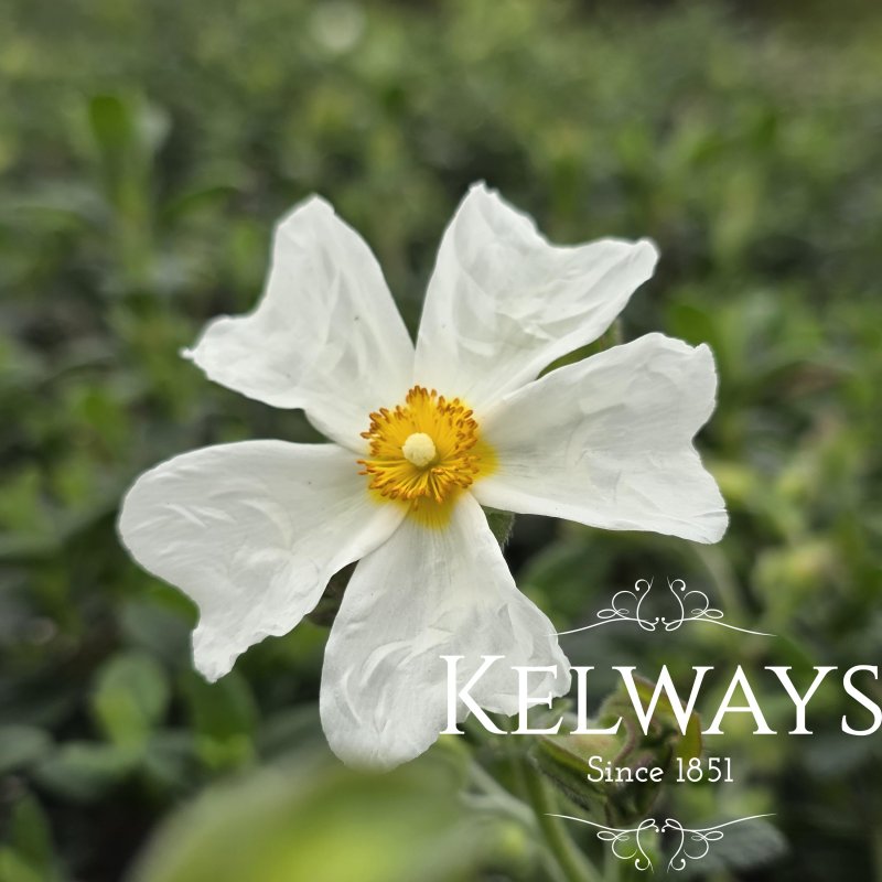Cistus salviifolius (2 litre pot)