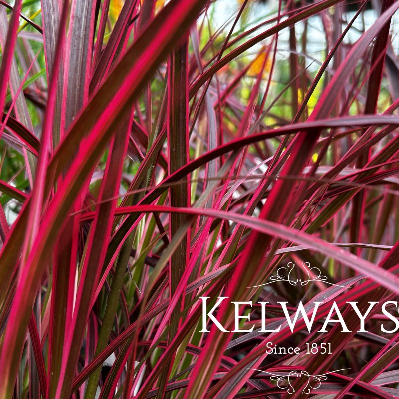 Pennisetum advena 'Fireworks'