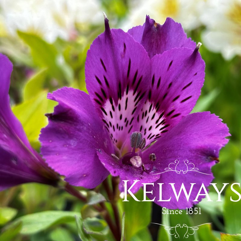 Alstroemeria 'Inticancha Indigo' (Inticancha Series)