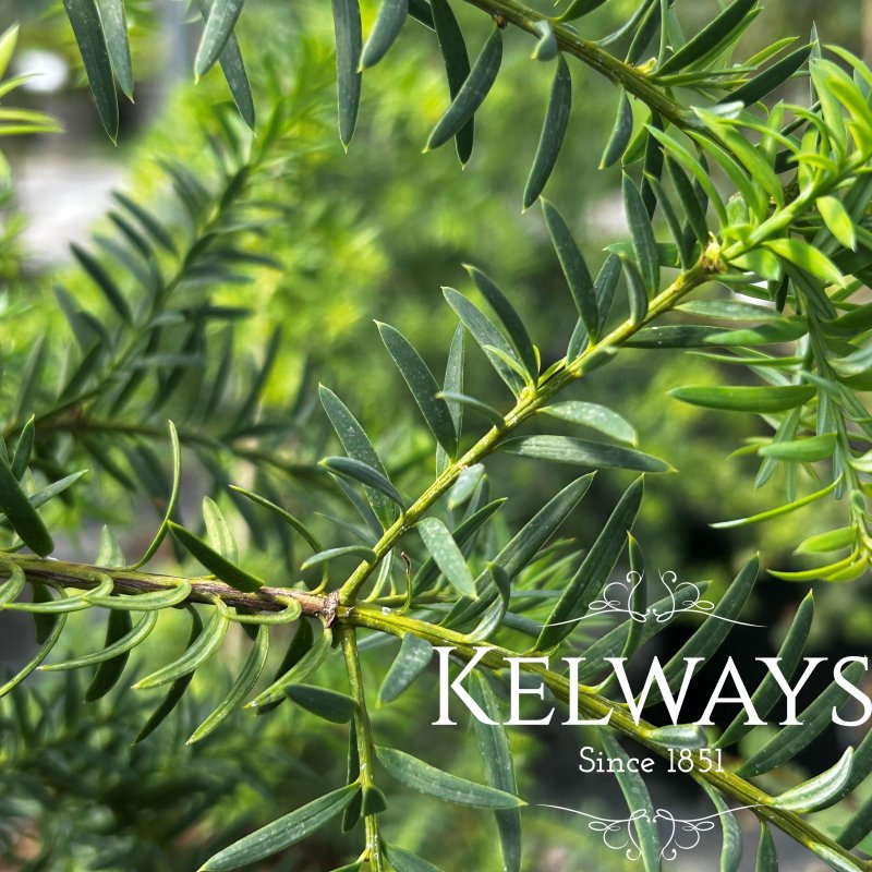 Podocarpus nubigenus 'Pendula'