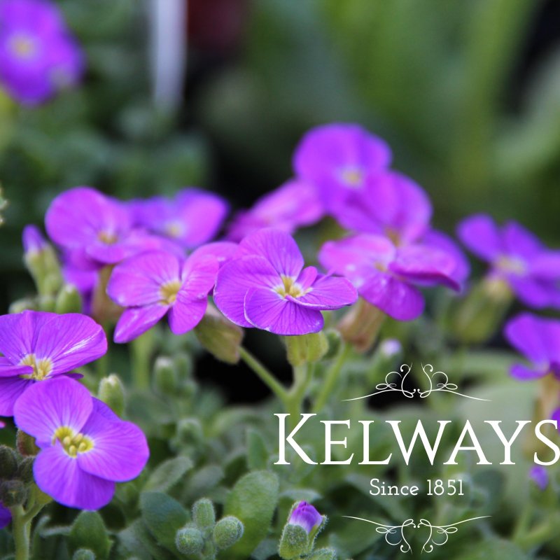 Aubrieta gracilis 'Kitte Blue'