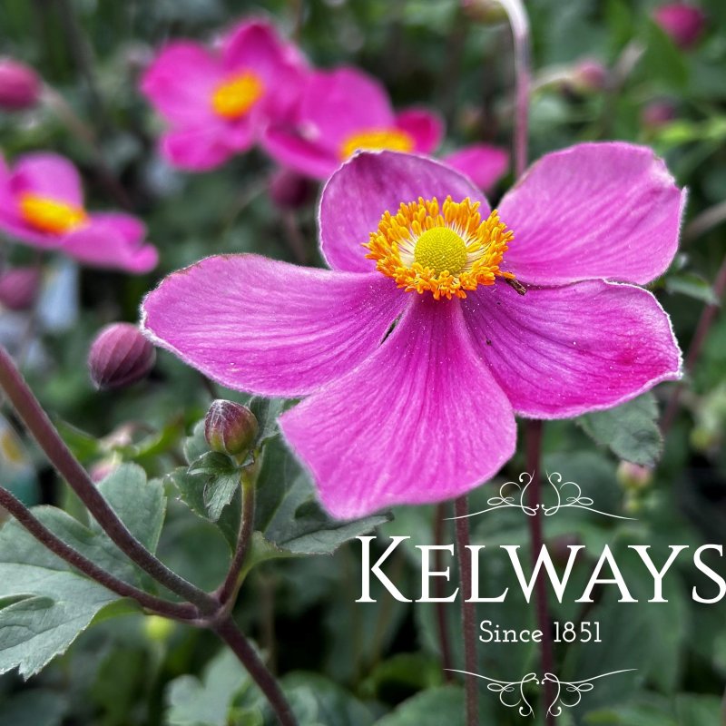 Anemone hupehensis JASMINE ('Ifanfj' PBR) (Fantasy Series)