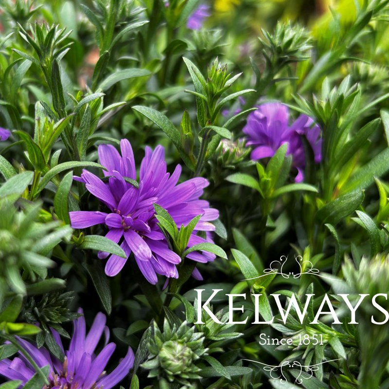 Symphyotrichum dumosum ALPHA PURPLE ROCKET