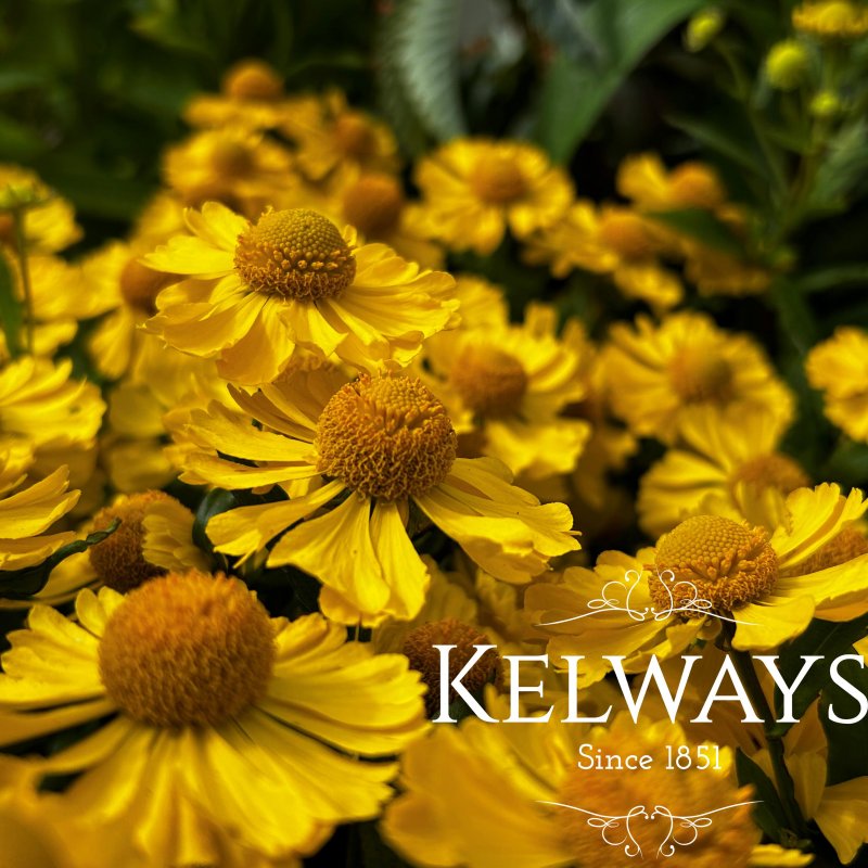 Helenium 'Lemon Sundae' (Sundae Series)