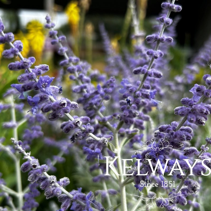 Perovskia yangii 'Silvery Blue'