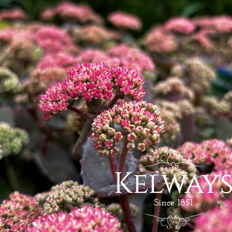 Sedum 'Coraljade' (Rock 'n Grow Series)