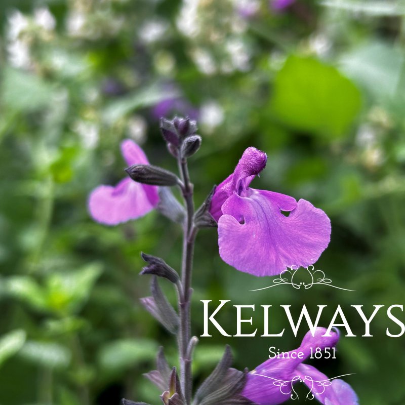 Salvia 'SoCool Violet'