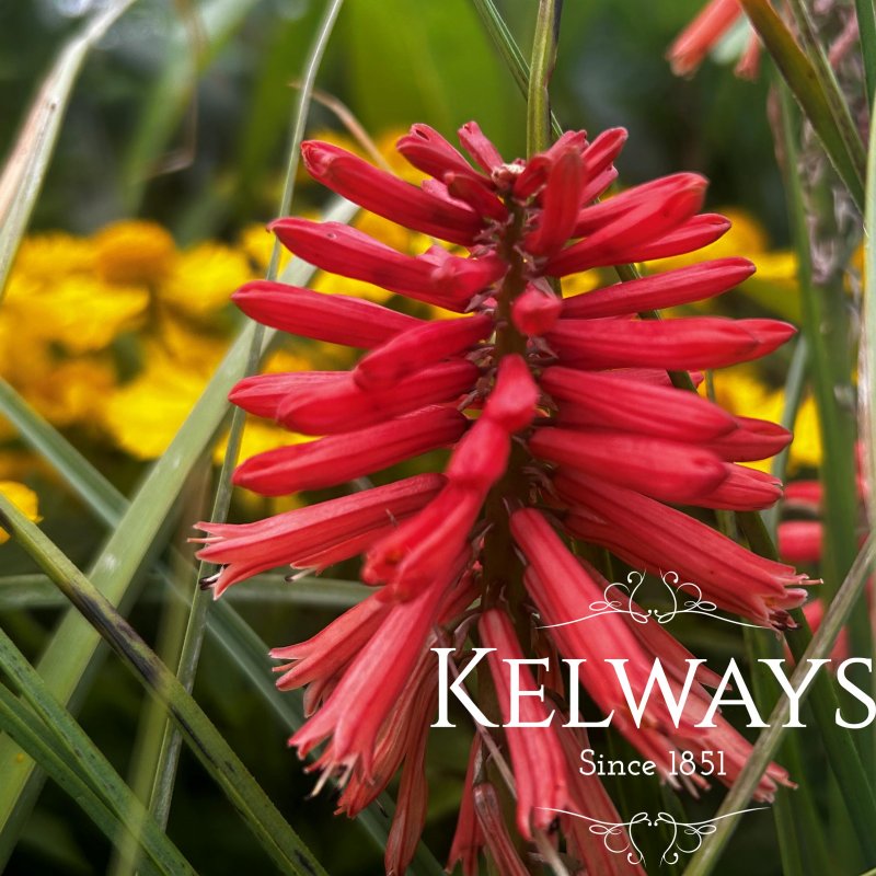 Kniphofia 'Poco Red' (Poco Series)