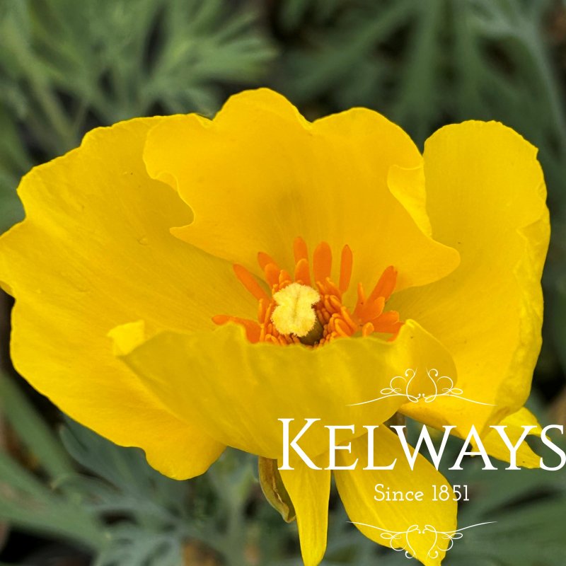 Hunnemannia fumariifolia