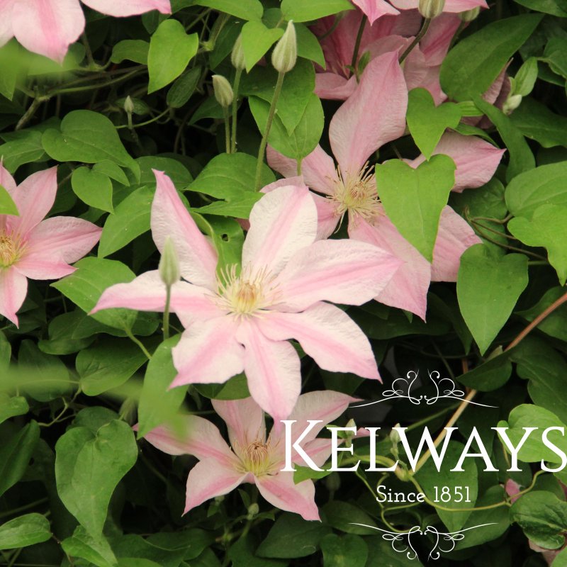 Clematis SALLY ('Evipo077' PBR) (Boulevard Series) (EL)