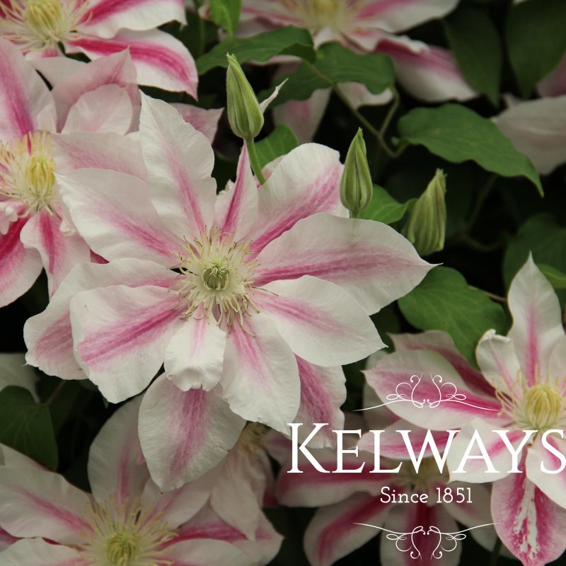 Clematis 'Andromeda' (EL)