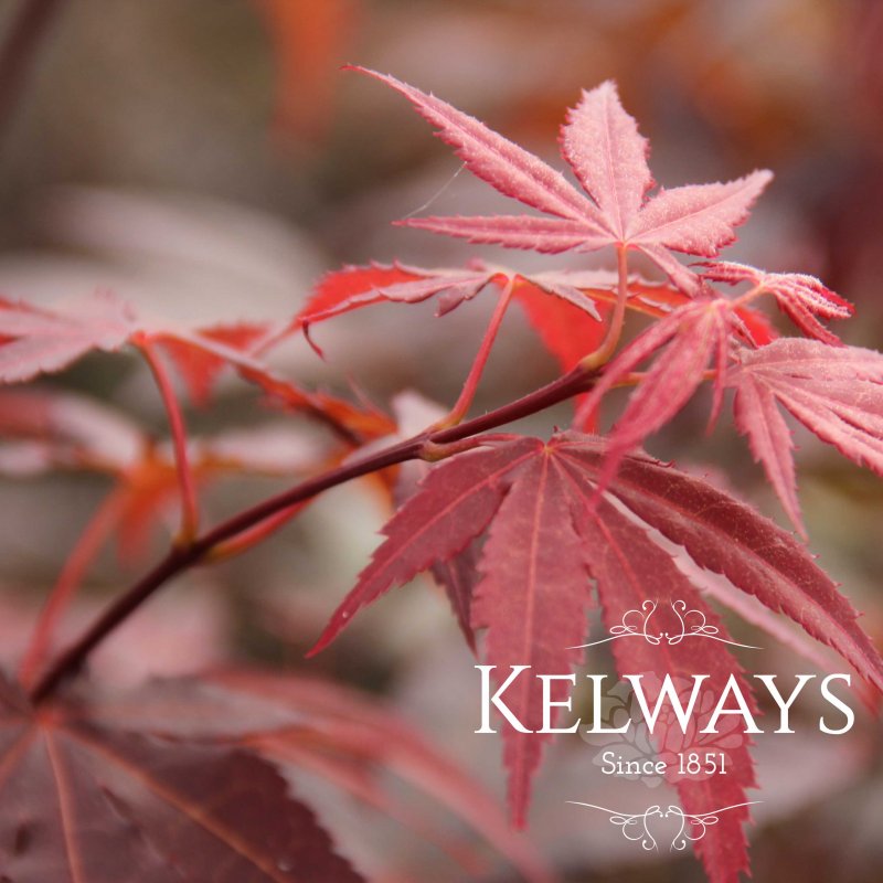 Acer palmatum 'Atropurpureum' (A)
