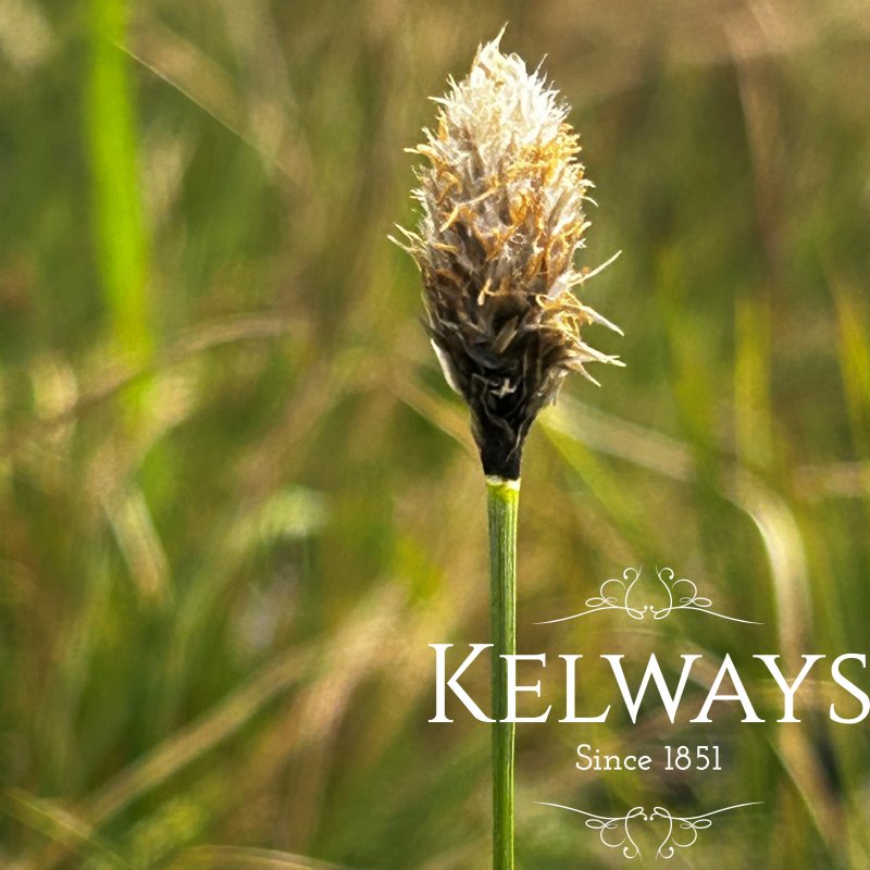 Eriophorum vaginatum