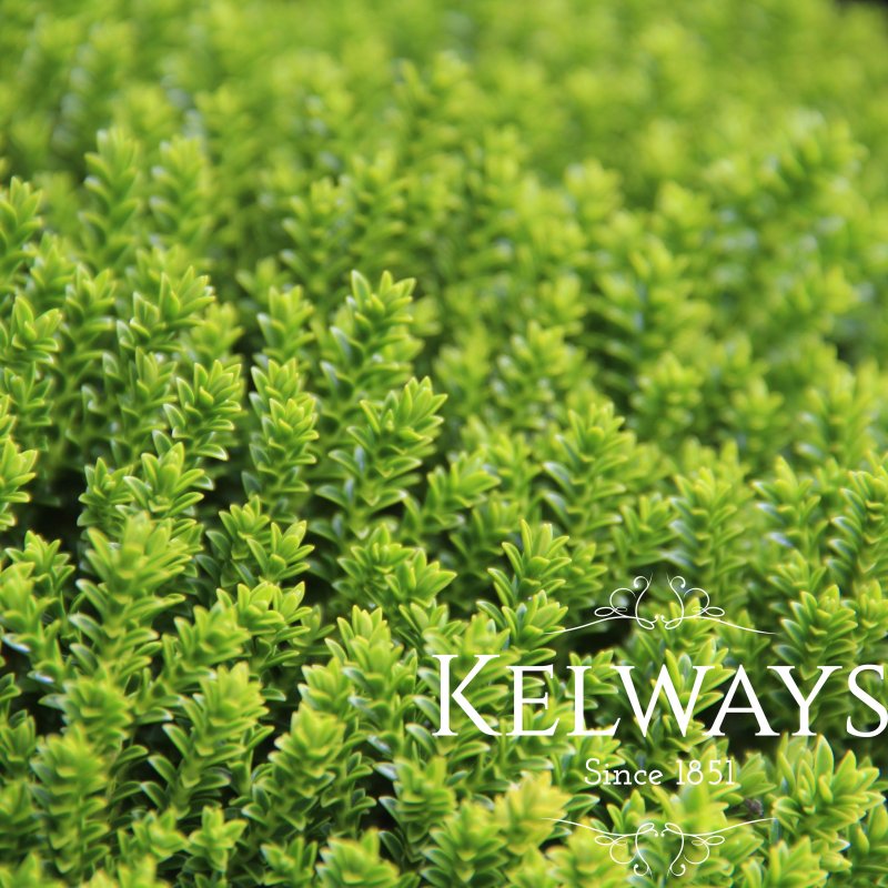 Hebe 'Emerald Green'