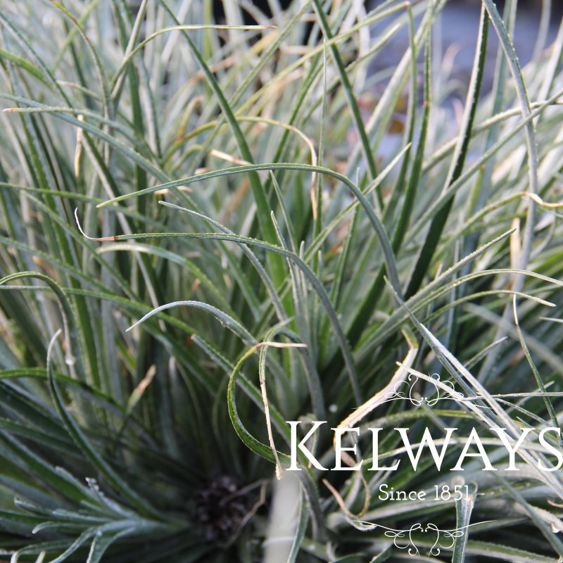 Fascicularia bicolor