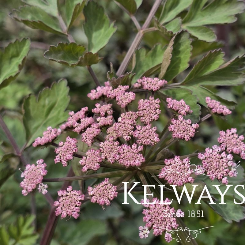 Peucedanum cervaria 'Purple Flush'