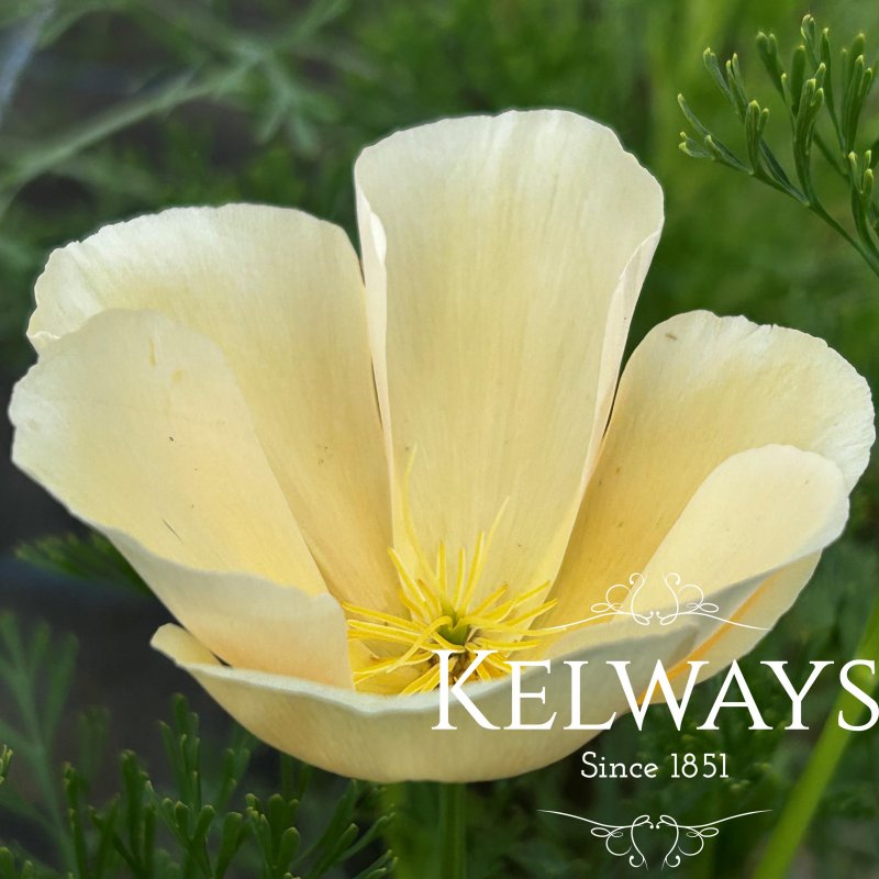 Eschscholzia californica 'Peach Sorbet'
