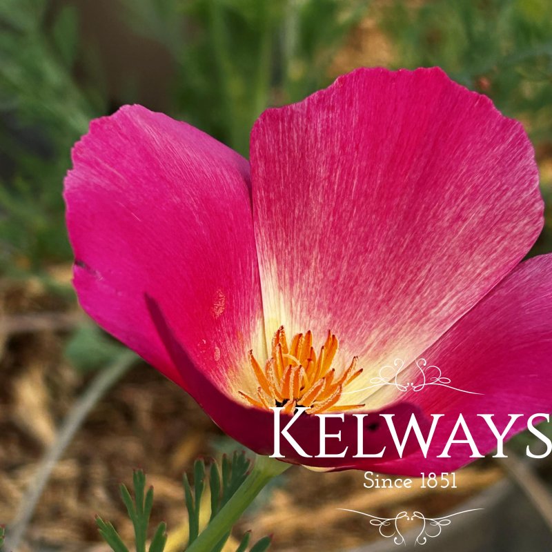 Eschscholzia californica 'Red Chief'