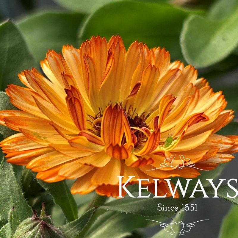 Calendula officinalis 'Sherbet Fizz'