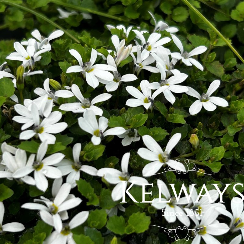 Lobelia angulata 'Treadwellii'