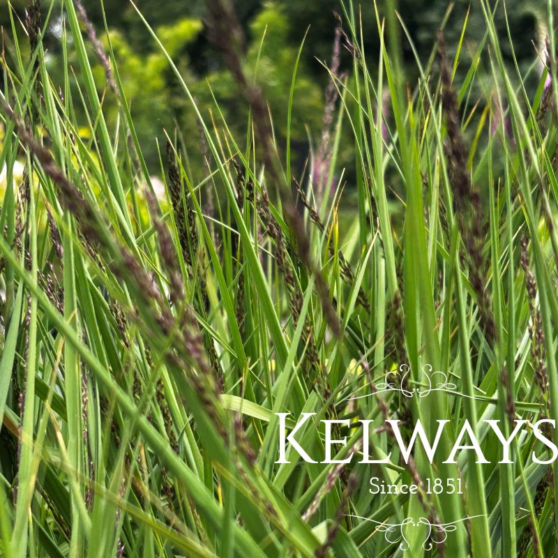 Molinia caerulea subsp. caerulea 'Edith Dudszus'