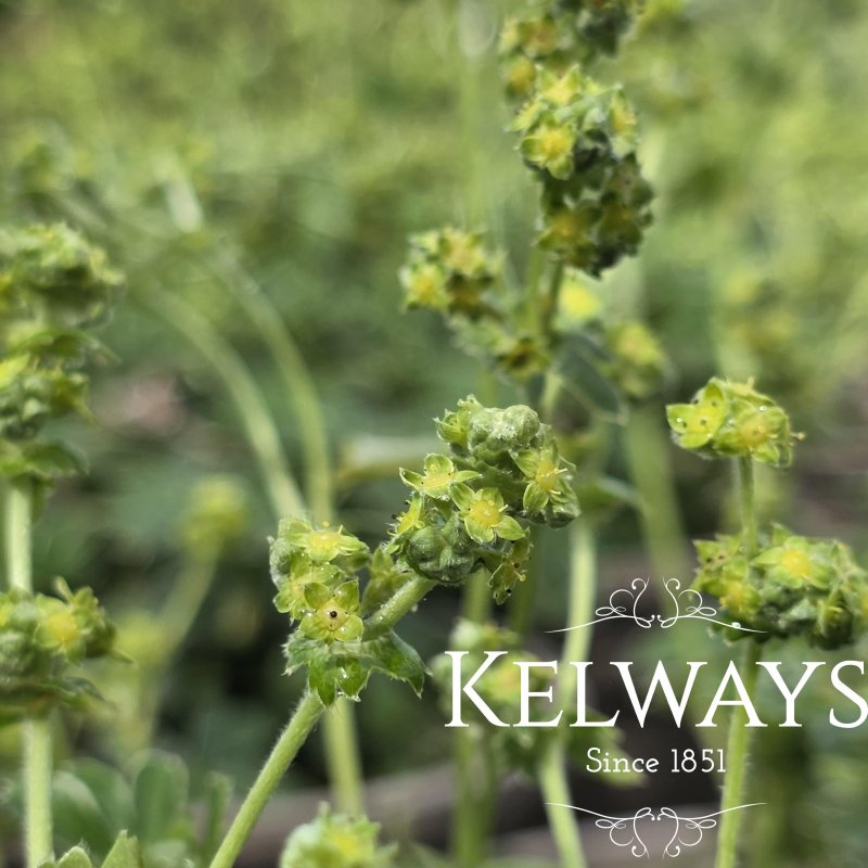 Alchemilla alpina L. (9cm pot)