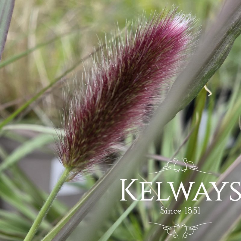 Pennisetum thunbergii 'Red Buttons' (3 litre pot)