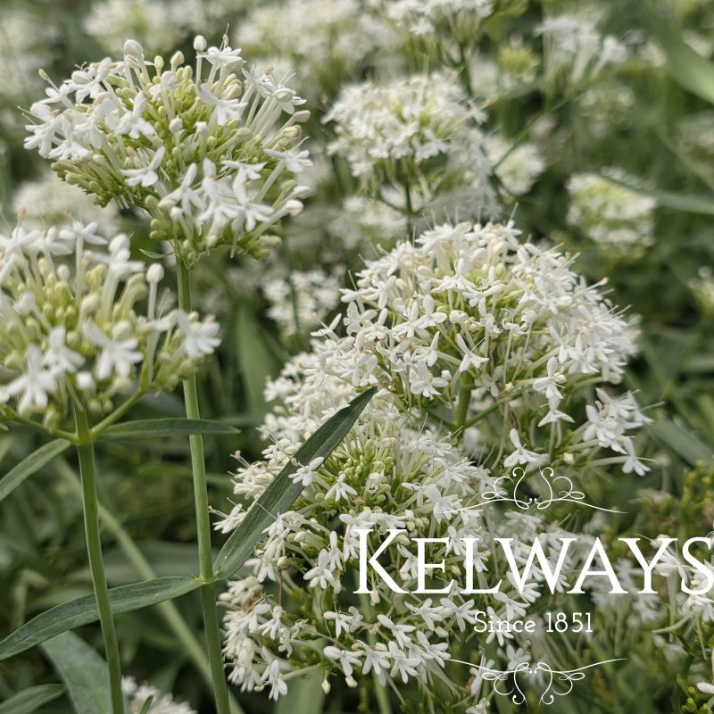 Centranthus ruber 'Snowcloud'