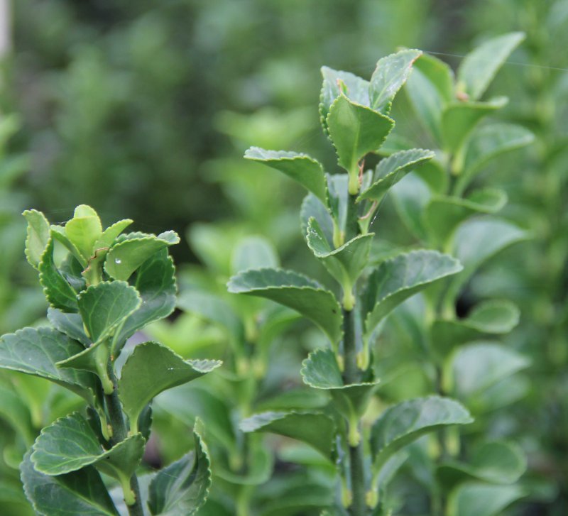 Euonymus japonicus 'Green Spire'