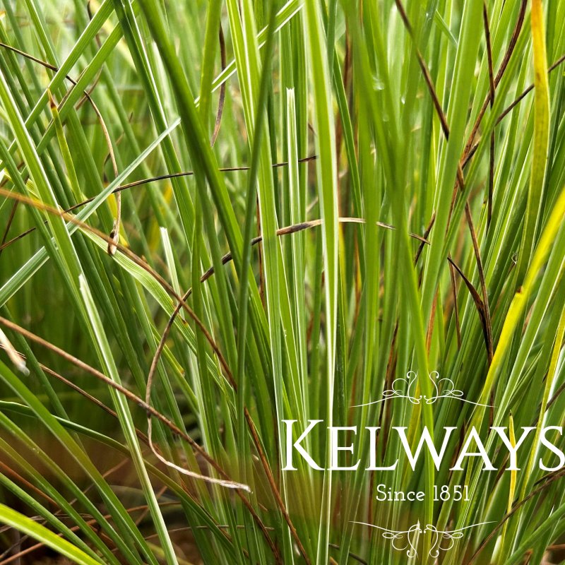 Lomandra 'Arctic Frost'