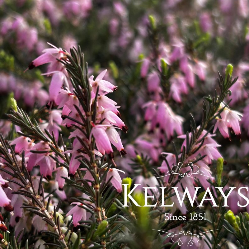 Erica carnea f. carnea 'March Seedling'