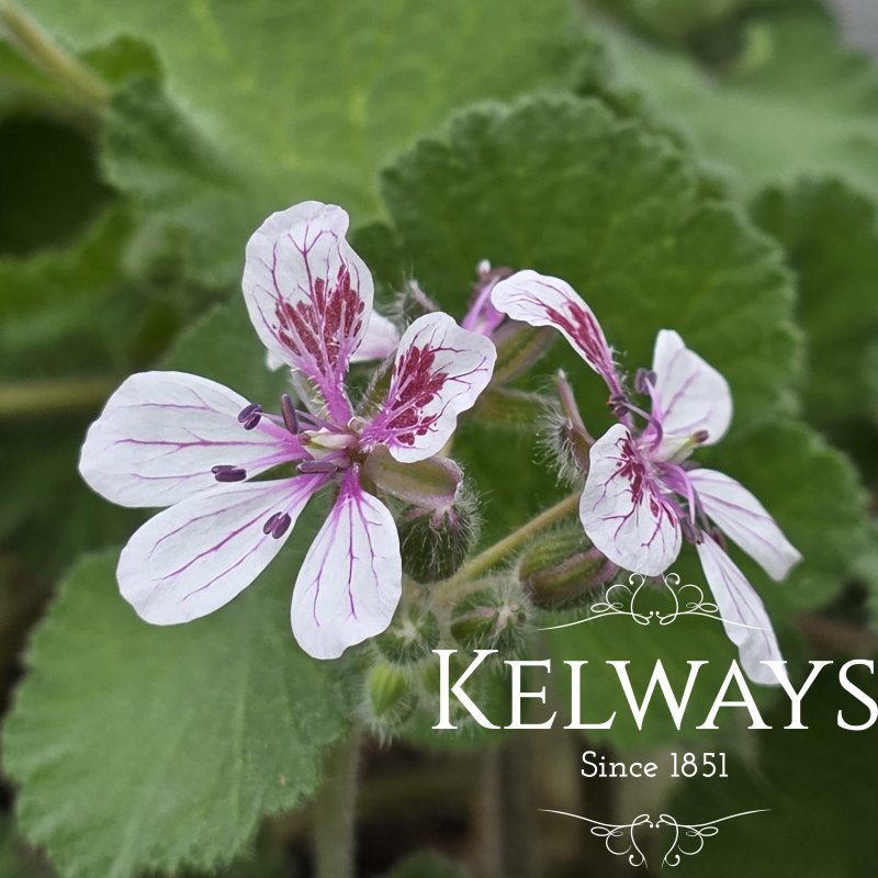 Erodium pelargoniiflorum