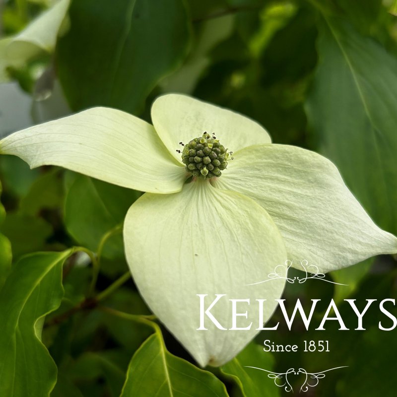 Cornus kousa var. chinensis 'Great Star'