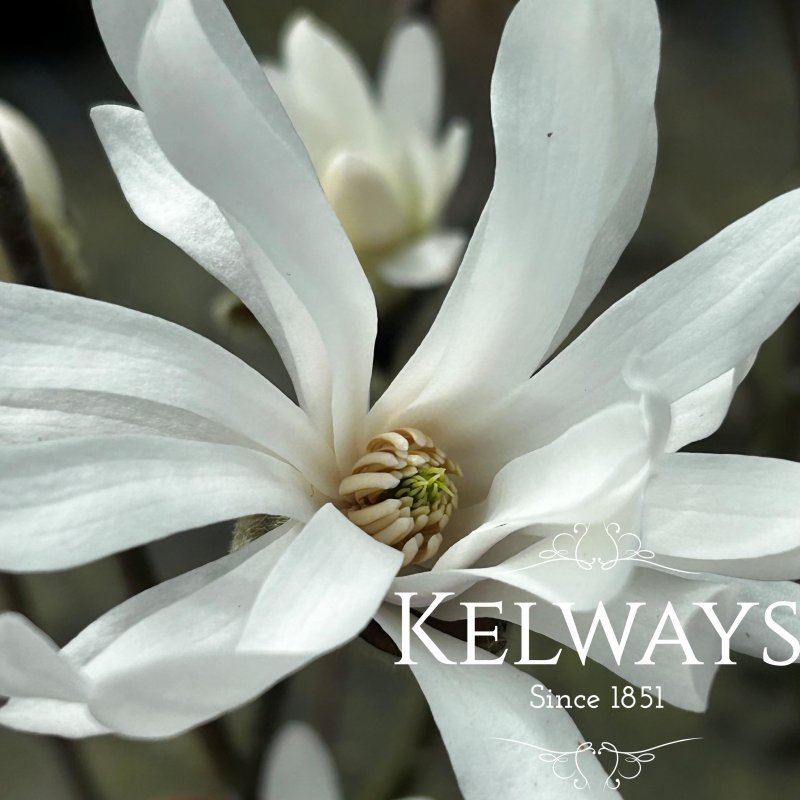 Magnolia stellata 'Royal Star'